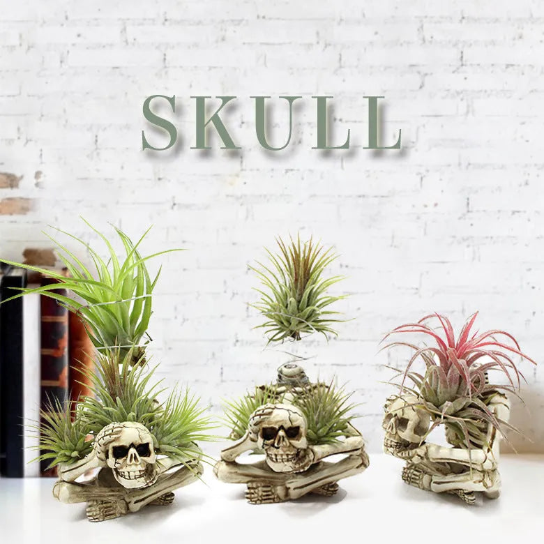 Resin tillandsia bracket plant holder with skull design for soilless air plants