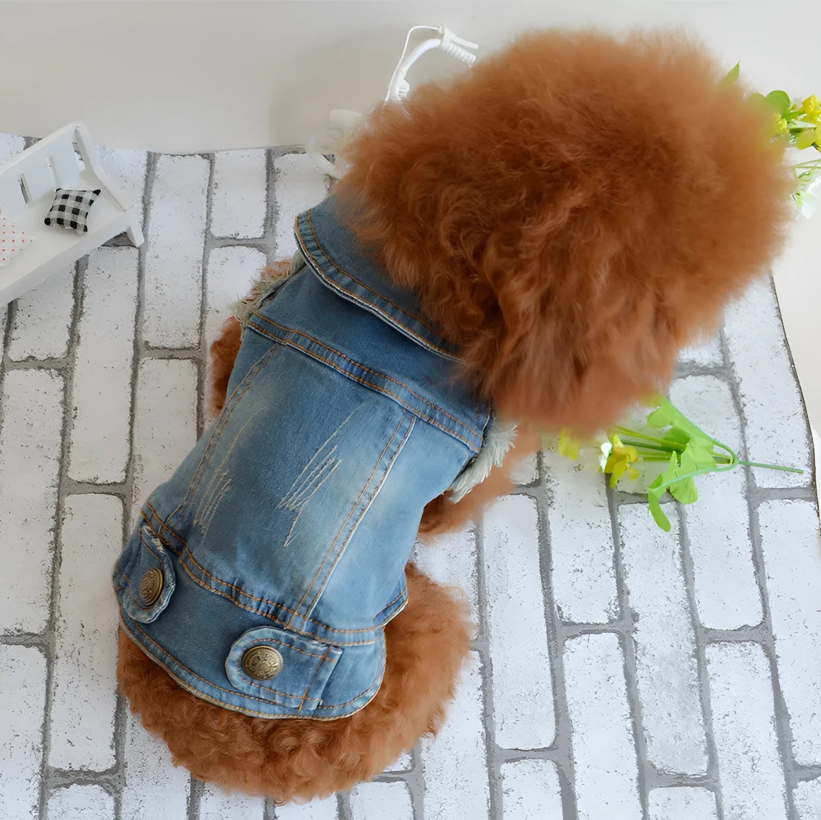 Blue denim dog vest with a retro scratch pattern on a small white dog, showing sizes for Teddy and Bichon breeds.