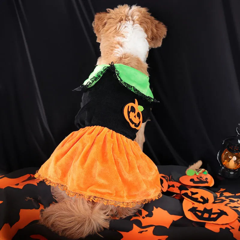Halloween pumpkin costume for small dog, crystal velvet skirt and sweater options shown.