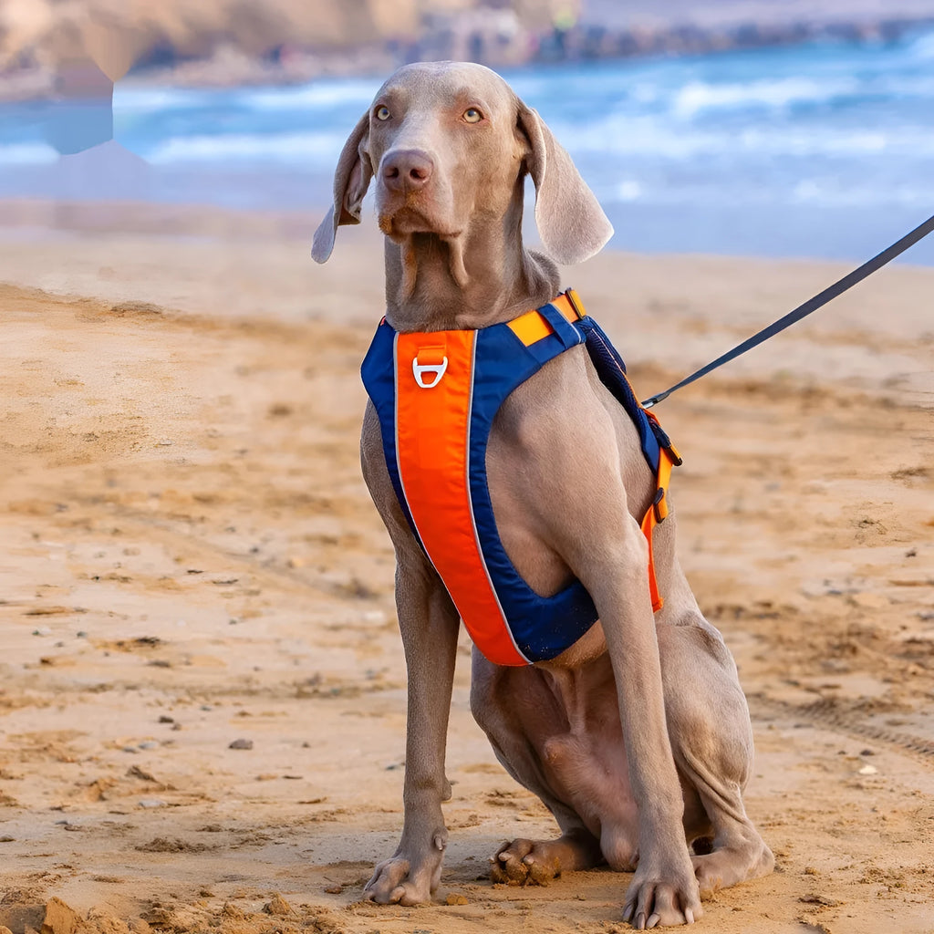 Orange and blue nylon dog vest harness on a dog's chest and back