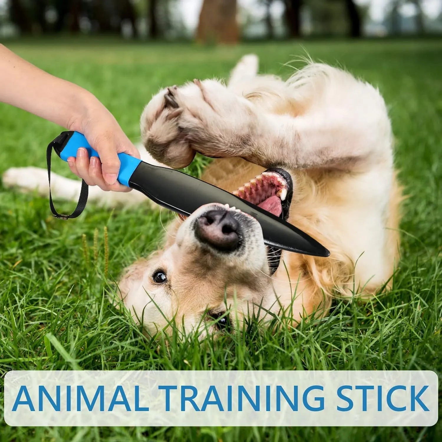 Blue-handled nylon dog break stick measuring 35 cm for small to medium dog training
