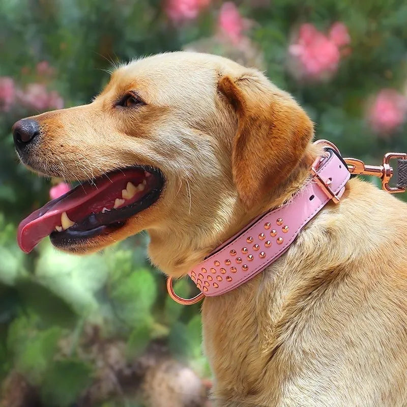 Leather dog collar with anti-bite rivets in black, chocolate, and pink colour options