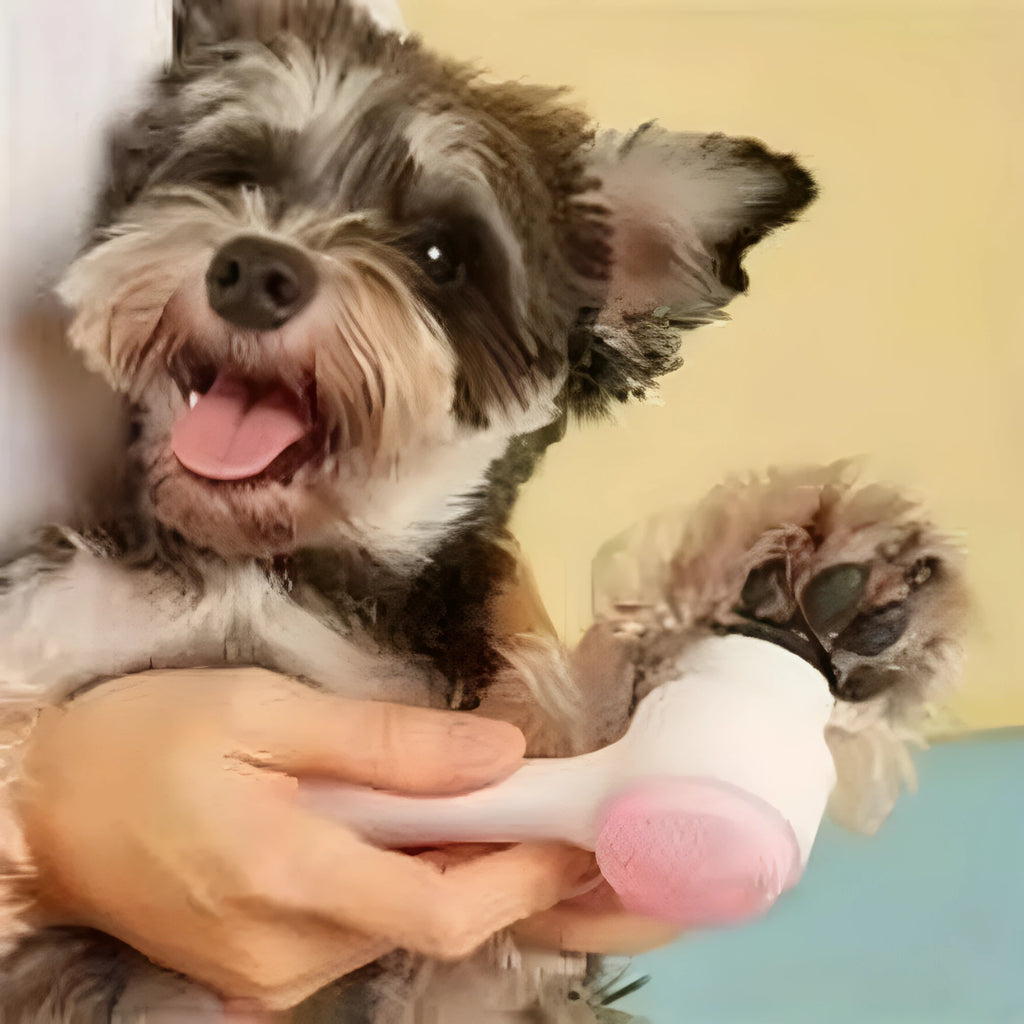 Blue pet paw brush with nylon bristles for cleaning and massaging dog or cat paws