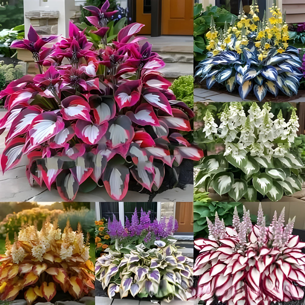 Coloured leaves jade barrettes potted flower seeds in OPP packaging with 50 seed tablets
