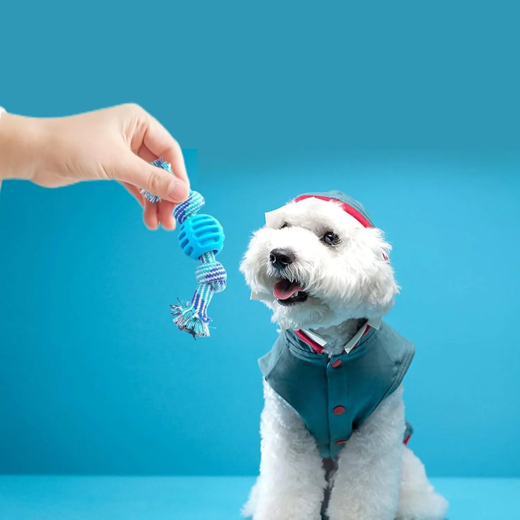 Set of four colourful soft dog chew toys with molar shapes and rope ends on a white background.