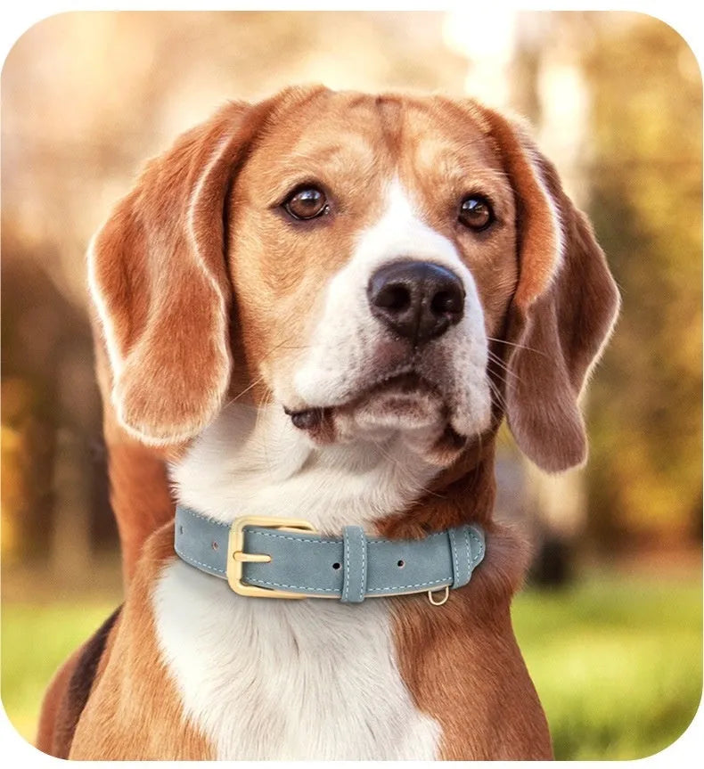 Double-layer leather dog collar with matching nylon lead in blue colour