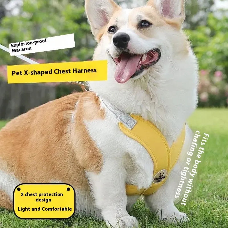 Pet walking vest and hand holding rope set in multiple colours with adjustable sizing