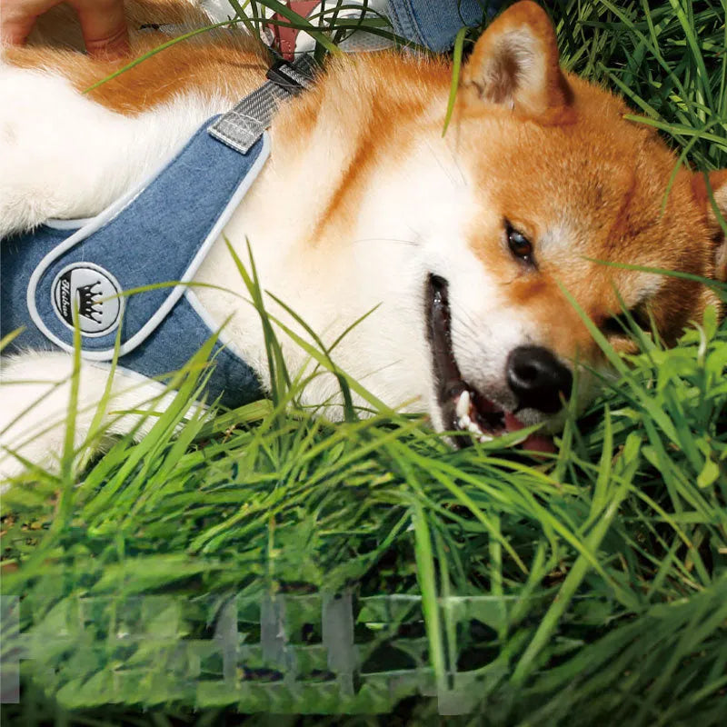 Adjustable dog harness with breathable mesh and metal back ring, shown with matching leash
