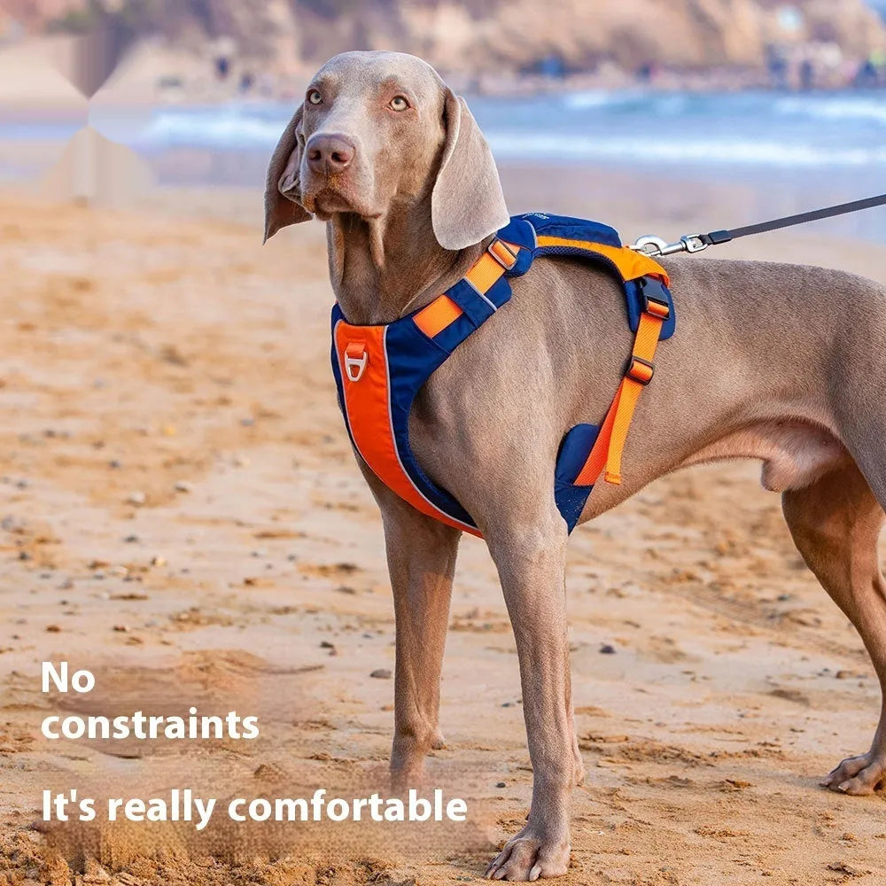 Orange and blue nylon dog vest harness on a dog's chest and back