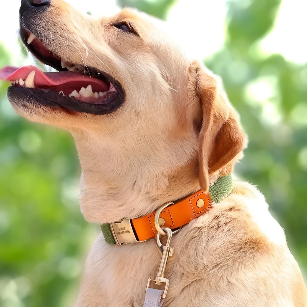 Small dog collar and traction rope set in mohair with Mo Landi lettering in six colour options