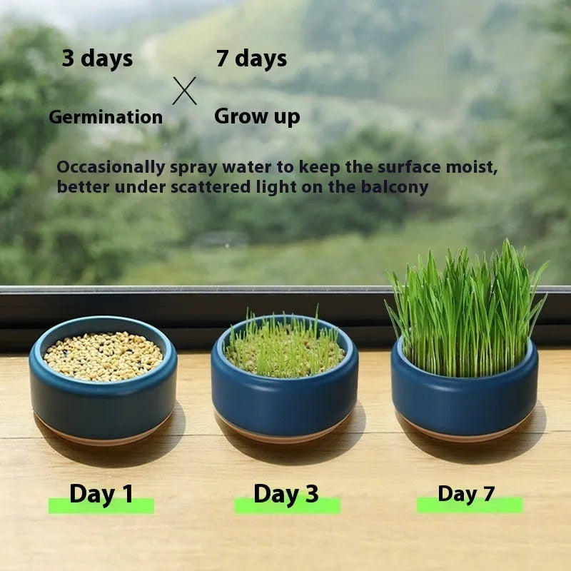 Hydroponic cat grass growing kit with reusable cup and seed packets in blue, green, and yellow colour options